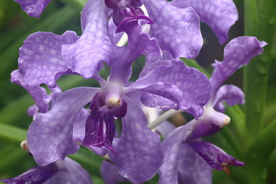 Papilionanda Ernest Chew Orchid