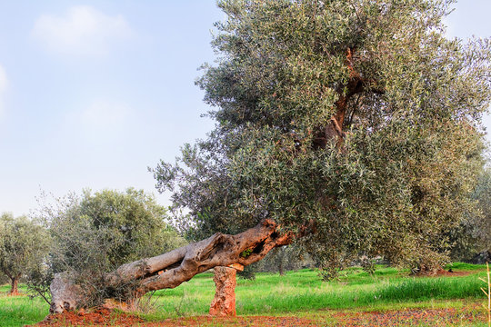 Olive tree in apulia countryside (Italy)