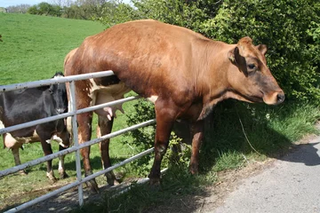 Foto auf Acrylglas Kuh steckte am Gate fest und hängt einfach nur dort. © George Green