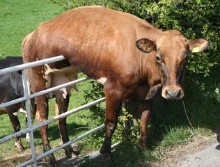 Rolgordijnen Koe zit vast aan Gate en hangt daar gewoon. © George Green