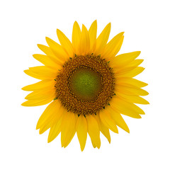 Obraz premium Sunflower isolated on white background with clipping path.