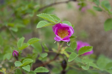 Obraz na płótnie Canvas Pink flower of rose hips. 