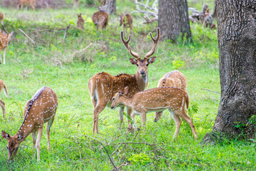 Spotted deers in nature, National park Yala, Sri Lanka