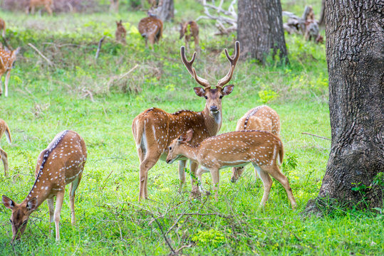 Fototapeta Spotted deers in nature, National park Yala, Sri Lanka