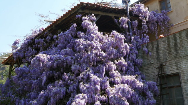 lovely village house, walls full of flover