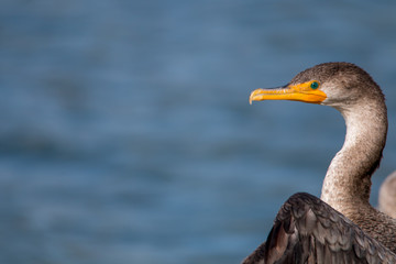 The Double-crested Cormorant Perching on the Driftwood at Lagoon
