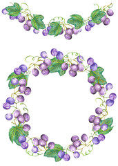 Fototapeta na wymiar Frame border, garland and wreath of the bunches of blue (red, violet) grapes painted in a watercolor on a white background, greeting card, decoration postcard or wedding invitation