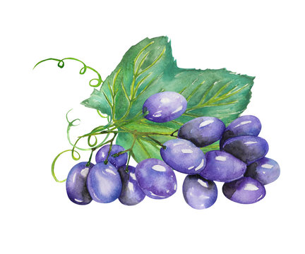 Image of the isolated watercolor bunch of blue grapes. Painted hand-drawn in a watercolor on a white background.