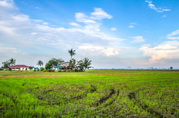 Fototapeta na wymiar House in the middle of a paddy farm