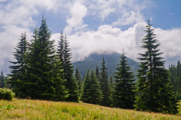Fototapeta na wymiar Summer mountain landscape with fir and mountain covered with clo