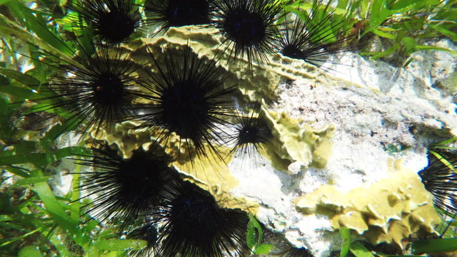 Colonies of sea urchins on coral reef in a tropical sea.tropical underwater world.Diving and snorkeling in the tropical sea.Travel concept,Adventure concept.