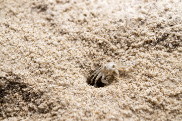 Fototapeta na wymiar Beach crab coming out of hole