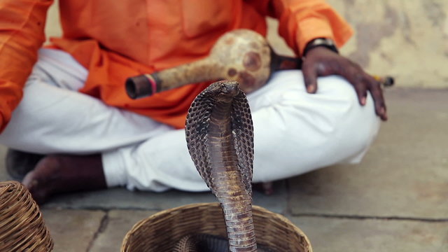 Cobra enchanter, snake charming