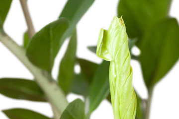 Zimmerpflanze Zamioculcas zamiifolia Detailaufnahme