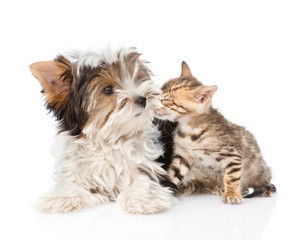 Bengal kitten sniffing Biewer-Yorkshire terrier puppy. isolated