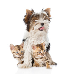 Biewer-Yorkshire terrier puppy and two bengal kittens. isolated
