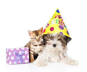 bengal cat and Biewer-Yorkshire terrier puppy with birthday hat
