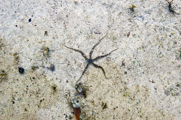 Starfish on the sand
