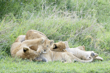 Lion cubs (Panthera leo) playing on the savanna, Serengeti national park, Tanzania.