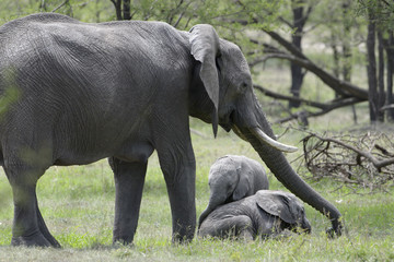 African Elephant (Loxodonta africana) adult with two young baby playing, standing in woodland, Serengeti national park, Tanzania.