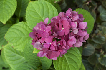 Pink Hydrangea flower with green leaves background