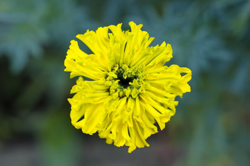 bud yellow Chernobrivtsev