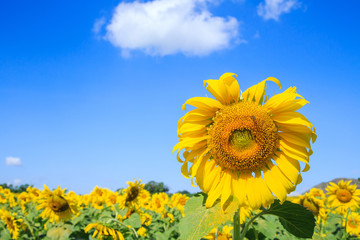 Blooming of sunflower field