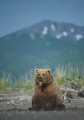 Grizzly bear sitting on the beach, mountain in the background, Lake Clark, Alaska