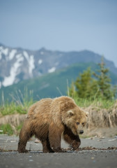 Grizzly bear walking on the beach, mountain in the background, Lake Clark, Alaska