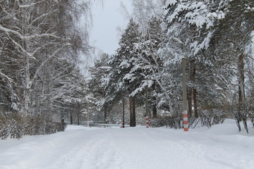 Деревья зимой