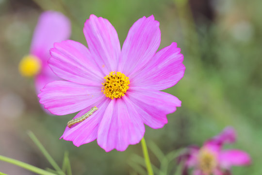 Cosmos Flowers with worm