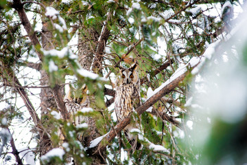 long-eared owl in the tree