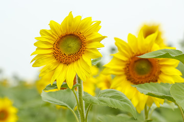 Beautiful sunflowers in the field