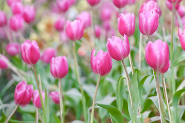 Beautiful pink tulips are blooming in the garden