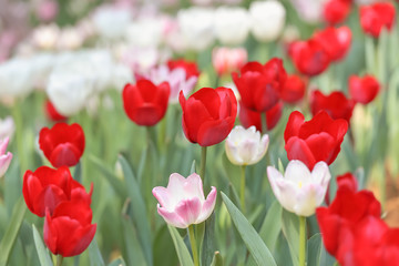Beautiful tulips are blooming in the garden