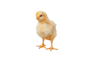 Little chicken isolated on white