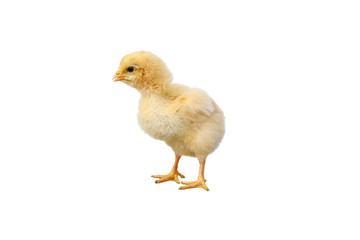 Little chicken isolated on white