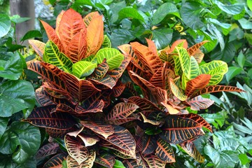 Colorful Croton Leaves, Codiaeum variegatum © unverdorbenjr