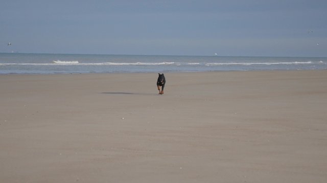 chien(beauceron courant sur la plage)