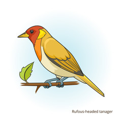 Rufous headed tanager bird vector