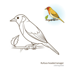 Rufous headed tanager color book vector
