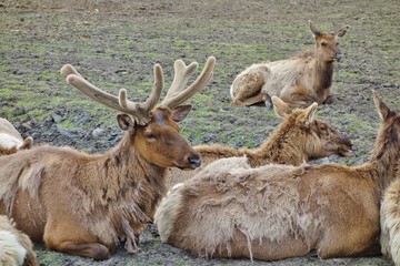Obraz premium Herd of reindeer elk in Girdwood, Alaska