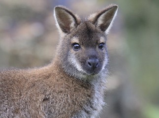 Wallaby Closeup