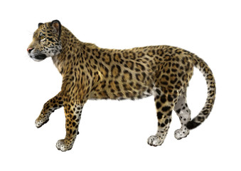 Big Cat Jaguar