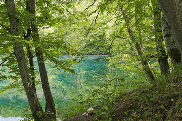 The forest around the lower Blue lake.In Kabardino-Balkaria.