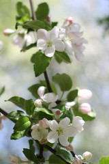 Spring blossoming apple-tree