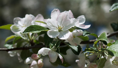 Spring blossoming apple-tree