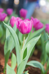 Fototapeta premium pink tulip