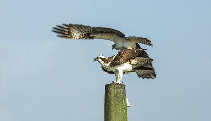 White-tailed Sea Eagle, Florida