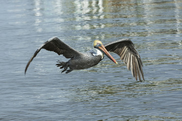 A brown pelican in flight at see in Cape Coral.
